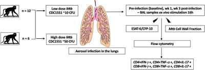 Characterizing Early T Cell Responses in Nonhuman Primate Model of Tuberculosis